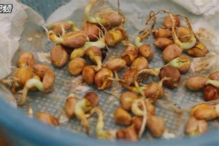 花生喜欢什么肥料