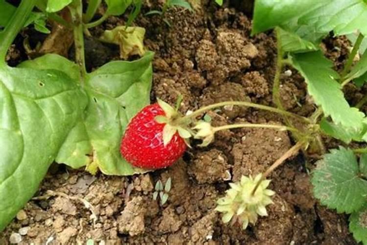 草莓施什么肥料果大