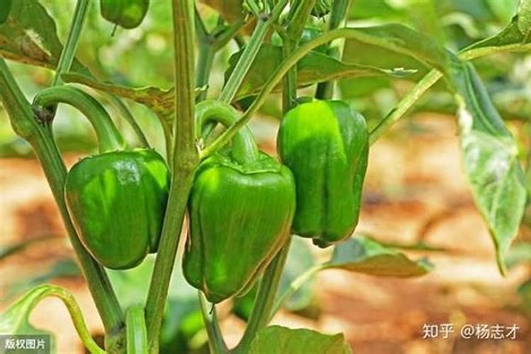 马铃薯怎么种植