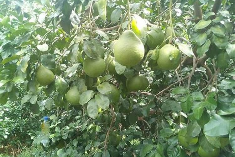 果树春季施肥施什么肥好？