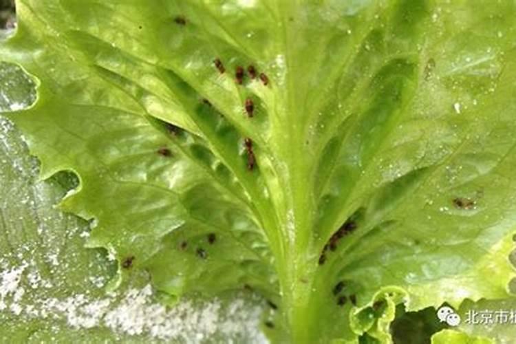 波菜种下去几天发芽 多久可以施肥