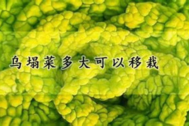 青菜什么时候可以上复合肥？