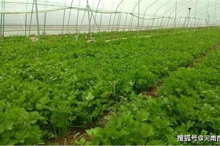 为什么要用有机肥替代化肥？有机肥与化肥的区别在哪？