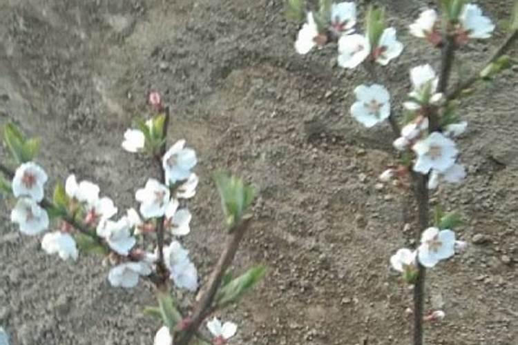 李子树保花保果打什么药最好