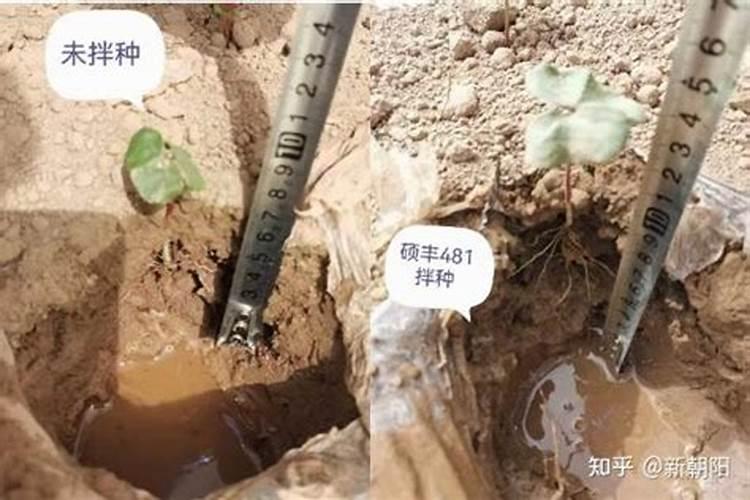 小麦拌种能用芸苔素吗