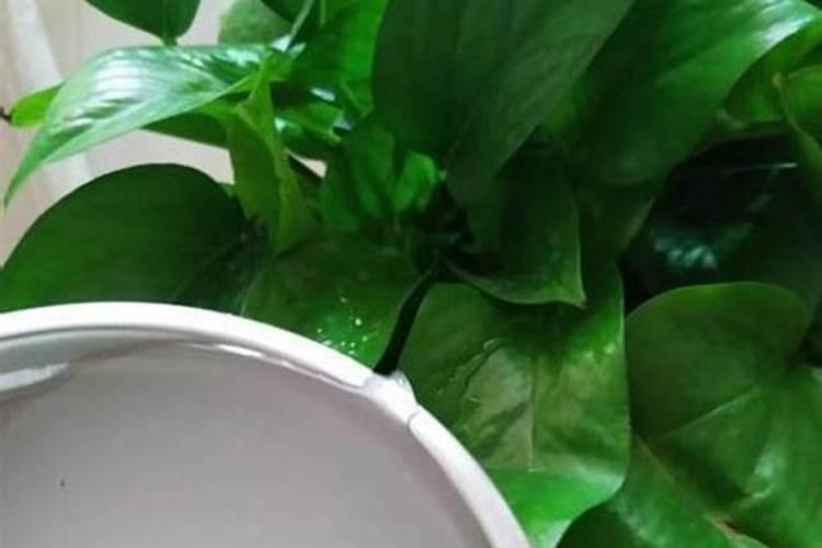 白醋喷韭菜的缺点