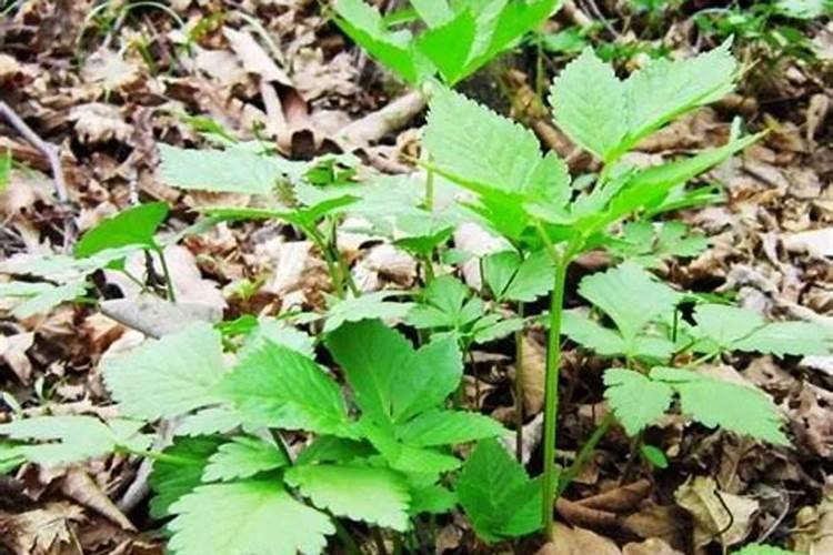 芹菜用碳酸氢铵追肥好不好(芹菜喷施用什么肥料长得快)