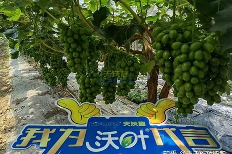 中盛肥业是正规厂吗