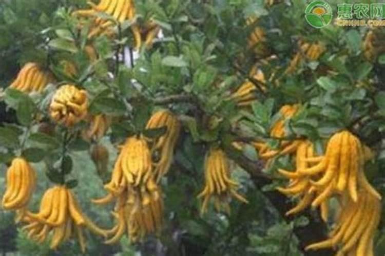 养花用底肥过多出现烧根肥害怎么办？