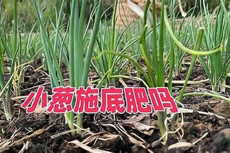 大葱用什么化肥最好？