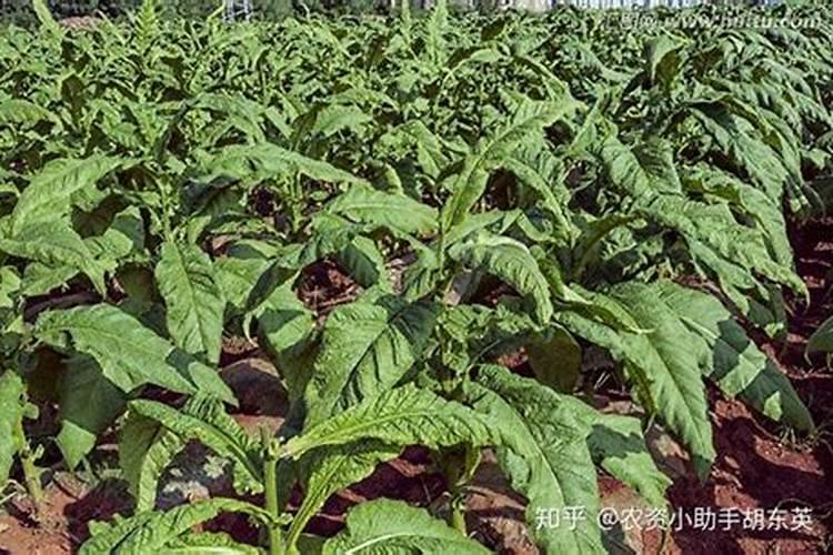种烤烟用什么肥料好？