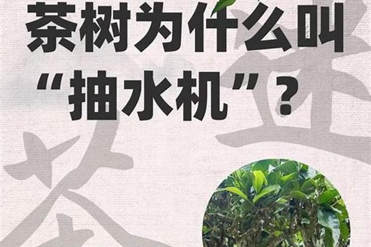 茶叶树怎么施肥