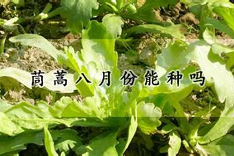 棉花怎么使用叶面肥 棉花施肥方法介绍