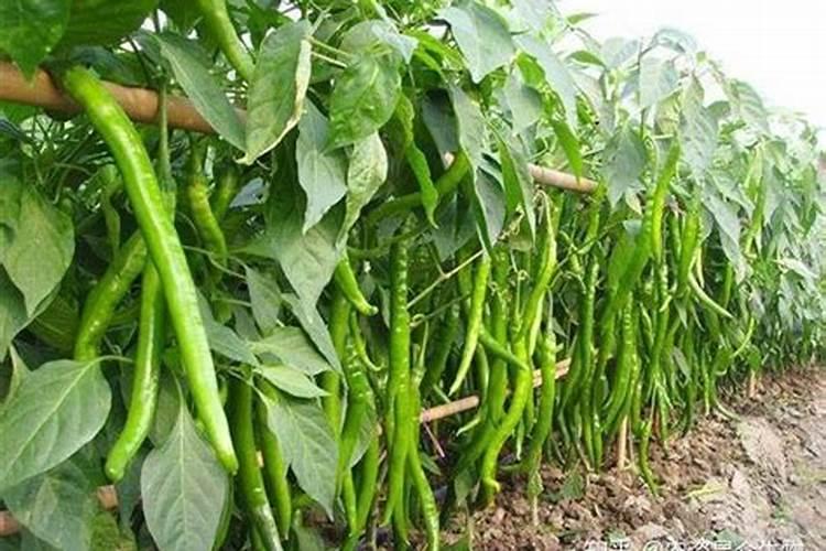 怎样防治辣椒茎腐病？