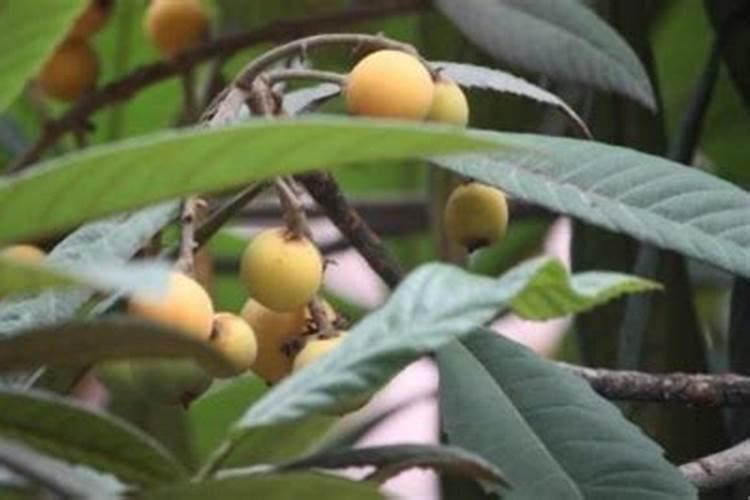 枇杷树什么时候施肥