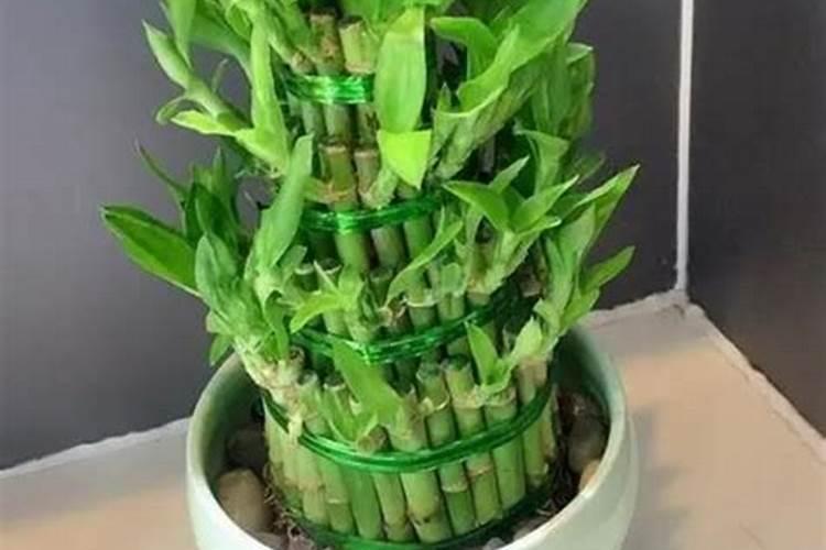 枇杷树用什么肥料最好