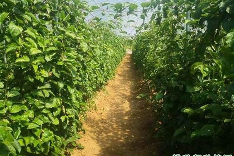 种百香果隔多少天施一次肥