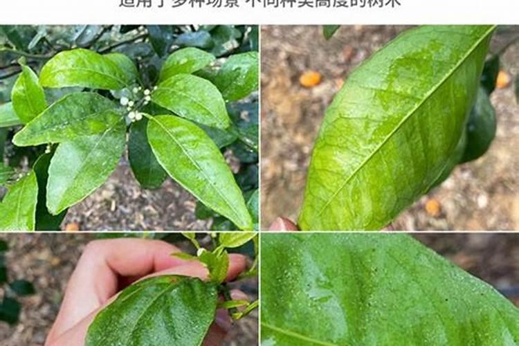 苹果树打药时间