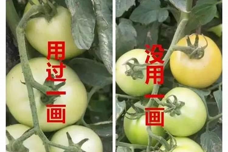 草莓施什么肥料长得又甜又大