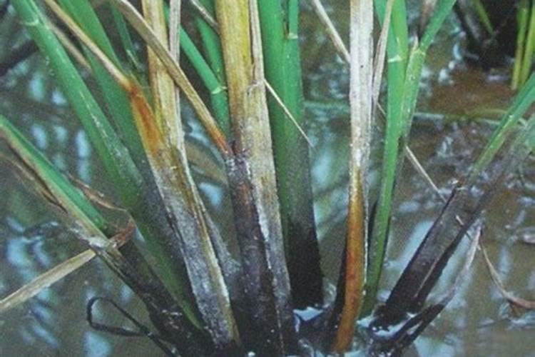 请水稻专家赐教:水稻越长越宿、最后新叶不张开成针状,有的像弓形,不长...