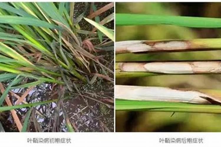 高温天水稻秧苗施多效唑己产生药害请问怎么解除？