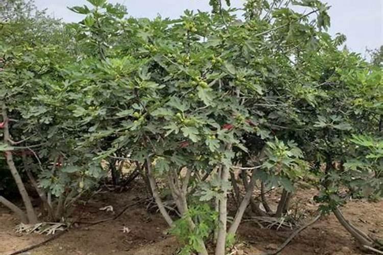 磷肥对果树的作用是什么