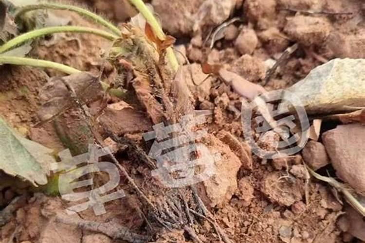 草莓要施什么肥料