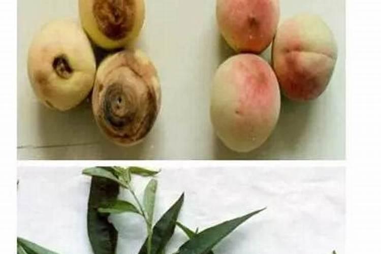 请问西红柿烂尖儿是什么原因呢？