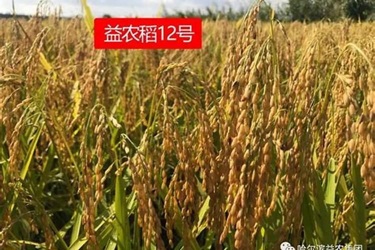 生物菌肥一亩地用多少合适呀