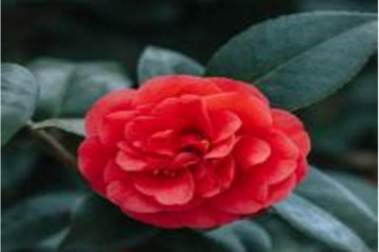 茶花开花过后施什么肥(茶花花期后怎样施肥开花多)
