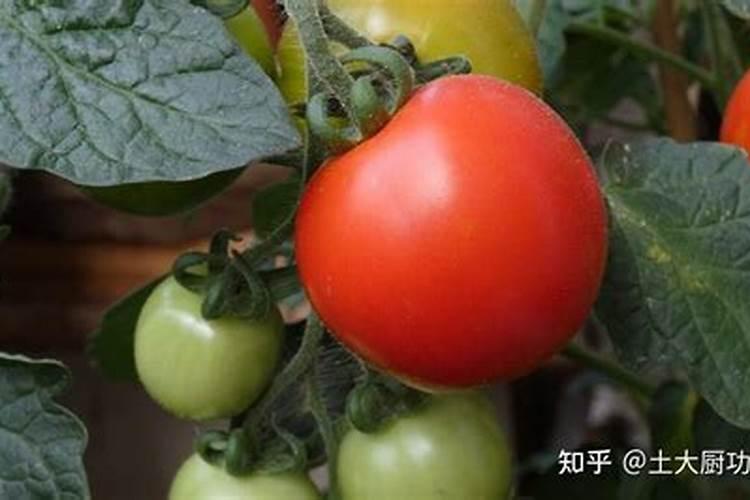 西红柿施什么肥最好