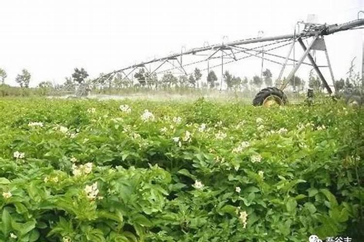 南瓜种植最佳时间和方法及注意事项 什么季节播种好