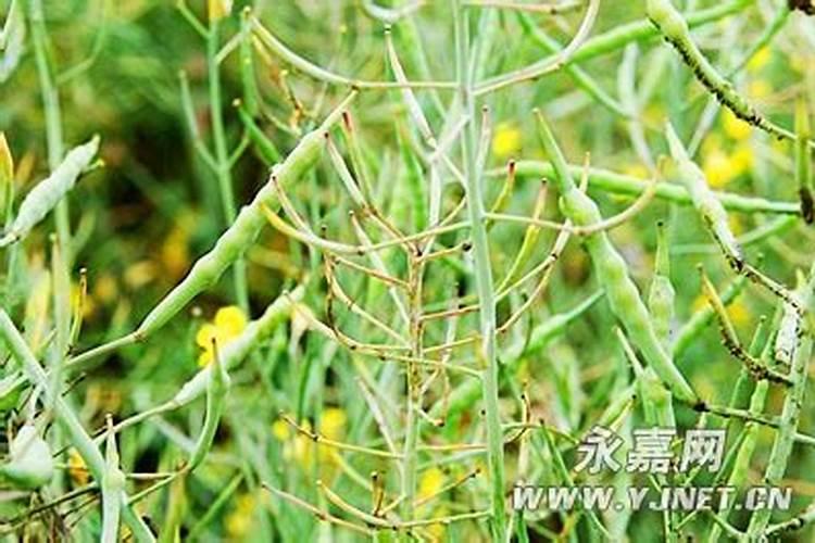 种植油菜为什么要施硼肥油菜啥时候施硼肥好