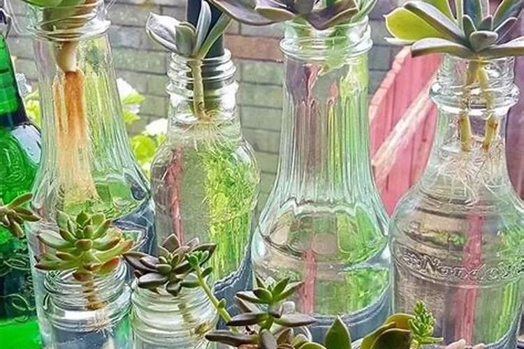 多肉植物施什么肥