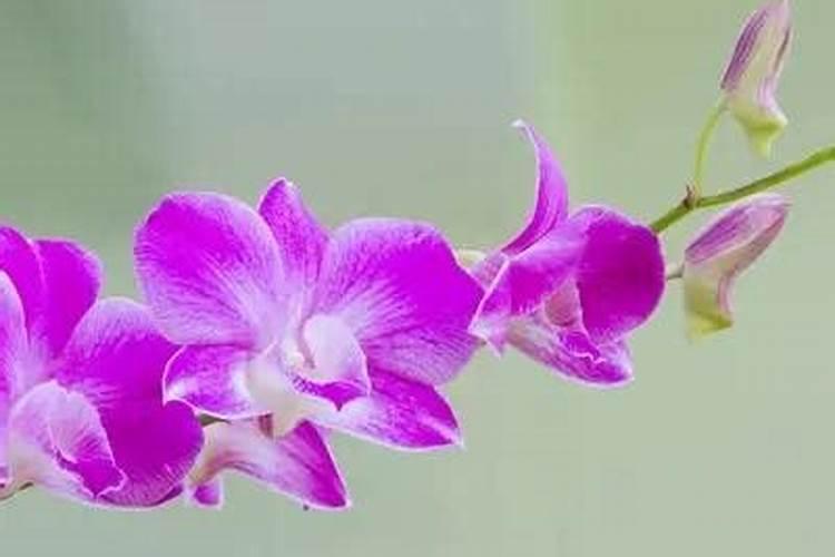 石斛花的养殖方法和注意事项有哪些