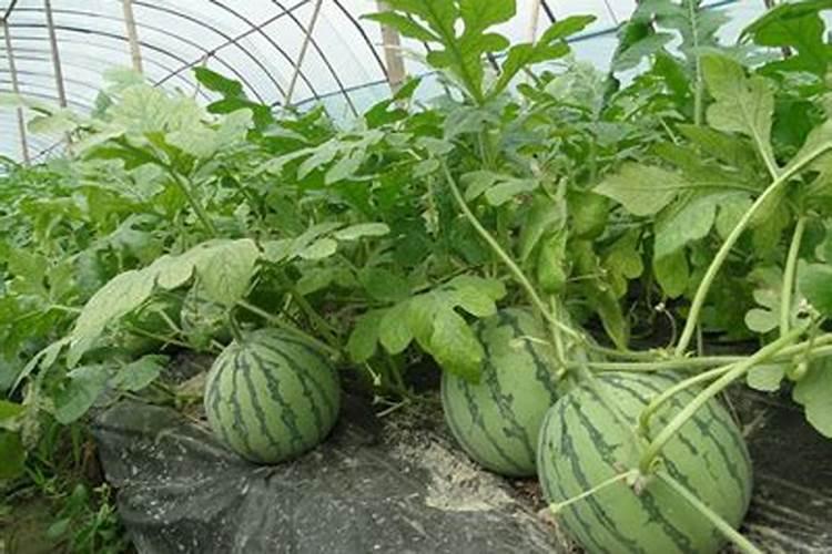 西瓜膨果期用什么肥料