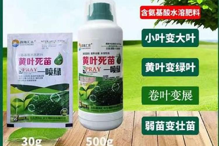 茄子怎么使用叶面肥？ 温室黄瓜病虫害要从源头上控制