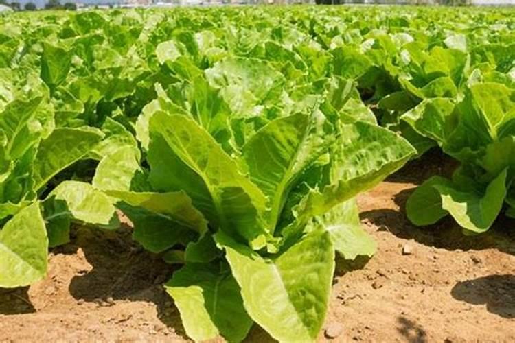莴苣用什么肥料变高变粗 附莴苣的种植方法