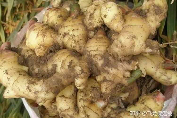 种植生姜什么时候合适施肥 种植生姜何时施肥
