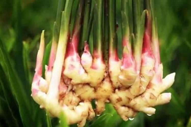 种植生姜何时施肥 种植生姜什么时候合适施肥