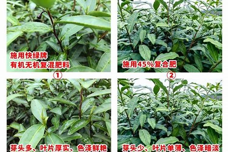 硼肥能做茶叶基肥吗？