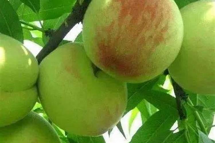 ...西红柿彭果期需要多少钾含量的水溶肥,彭果速度和大小跟钾含量的多少...