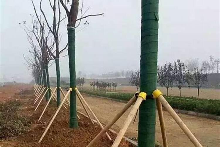 移栽的树多久施肥