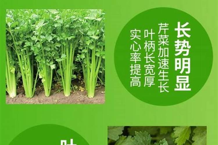 芹菜施什么肥促进生长