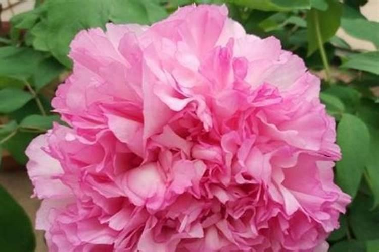 牡丹花喜肥吗 喜欢施什么肥料