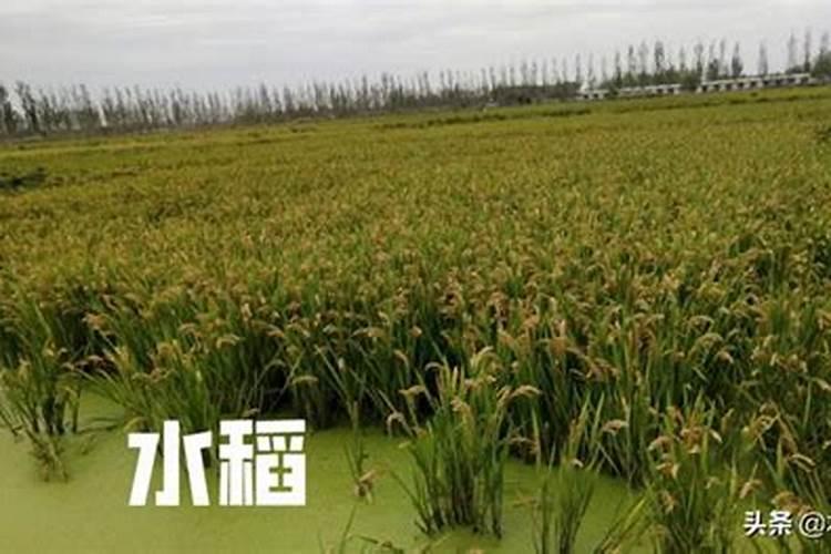 在水田进入淹水期的时候,哪种氮肥不适合施用