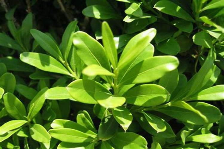 黄杨树盆栽怎样种植？