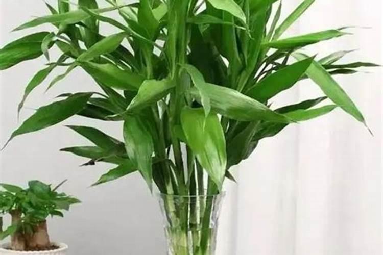 水培富贵竹怎么施肥