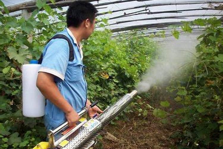 冷棚挖坑种葡萄还用在坑里用肥料吗？