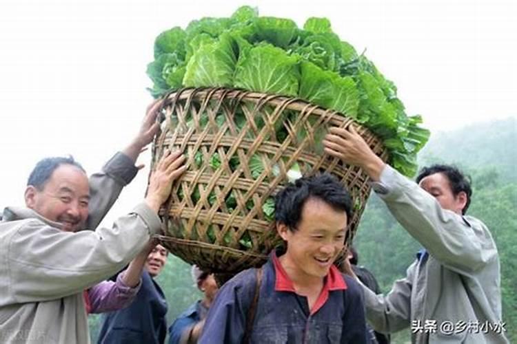 菜地里种菜了可以用生石灰吗？